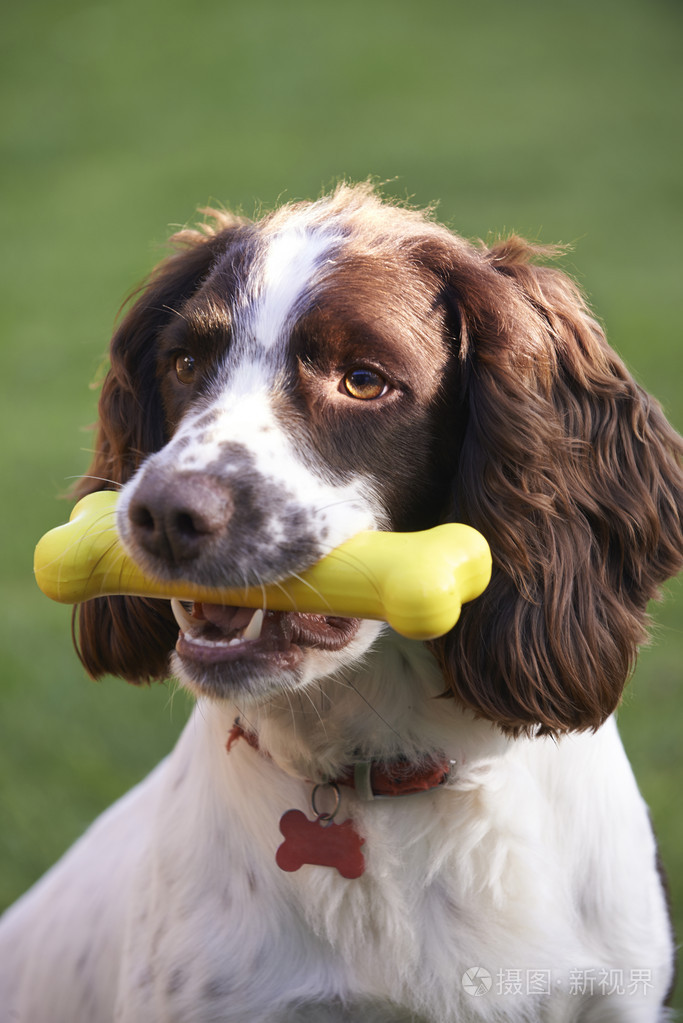 猎犬咀嚼橡胶玩具骨在花园里