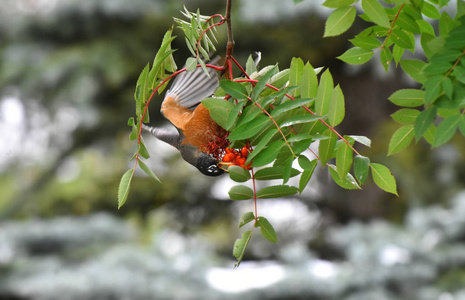 一个五颜六色的年轻的知更鸟的形象吃成熟的罗恩浆果