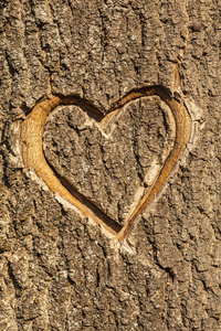 刻在一棵树的树皮中的心