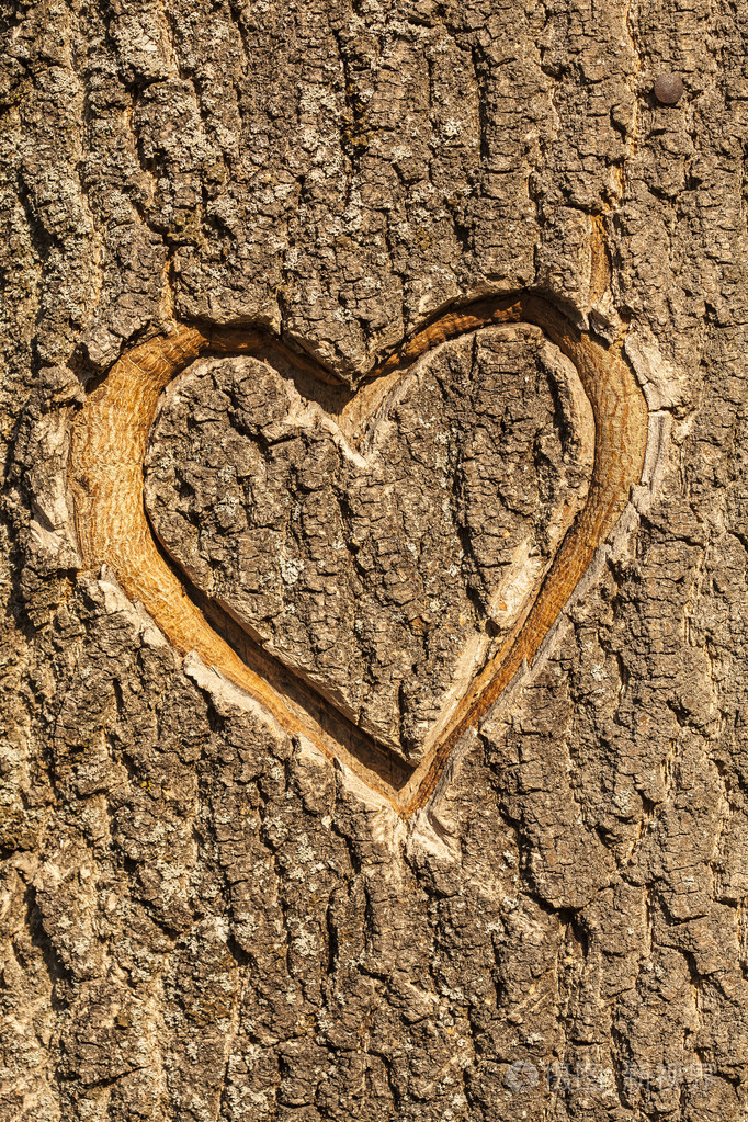 刻在一棵树的树皮中的心
