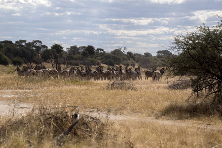 达马拉斑马群, 马 burchelli 安帝古伦, 水塘河, Makgadikgadi 国家公园, 博茨瓦纳