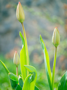 早春花园中的郁金香花蕾