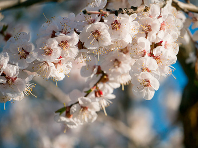 春天的花朵在杏的树枝上。杏枝白花花枝树