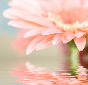 粉色雏菊非洲菊与软焦点反映在水中