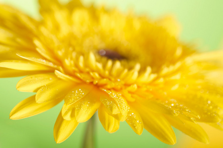 黄色雏菊非洲菊特写照片