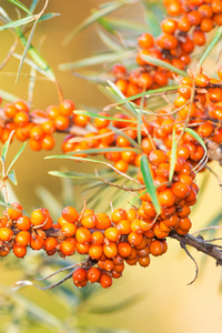 莓果沙棘和绿色的树叶草和天空的背景上海沙棘浆果分支沙棘浆果的分支