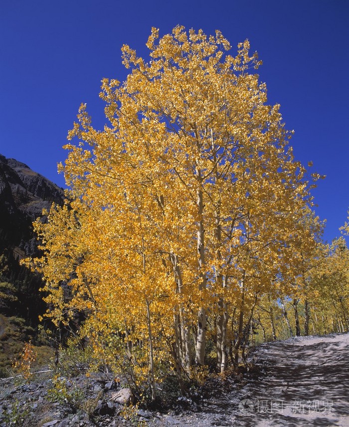 白杨树木秋季照片-正版商用图片0b3rbw-摄图新视界