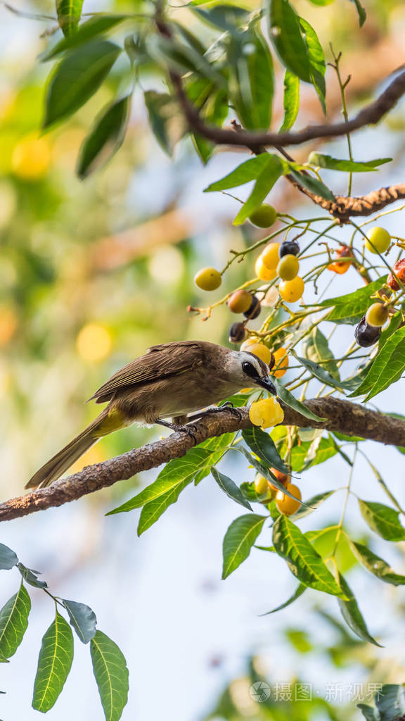 鸟(黄色排气鹎, 鹎 goiavier) 黑色, 黄色和棕色的颜色栖息在一个自然