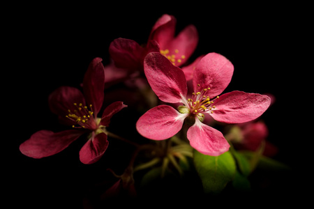 李子树花