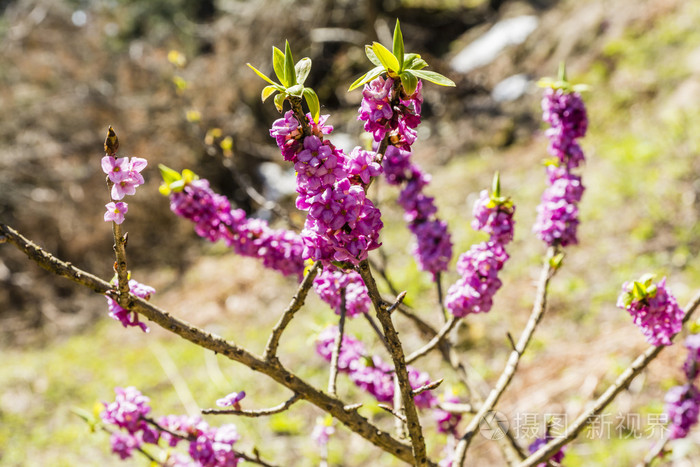 瑞香属欧亚瑞香 二月达芙妮 Mezereon 属欧亚瑞香 大戟月桂树 大戟橄榄照片 正版商用图片0b3uv3 摄图新视界