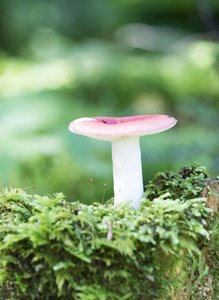 森林里的蘑菇和苔藓