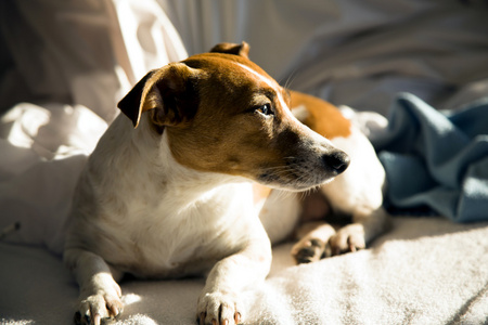 杰克罗素梗犬猎犬的狗