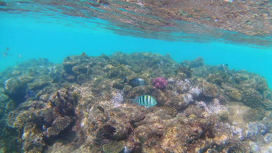 鱼外科 Akantnuridae，鲷和周围明亮的彩色珊瑚礁在红海中，格达，阳光，海浪，在水下游泳