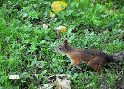 可爱的松鼠在绿草