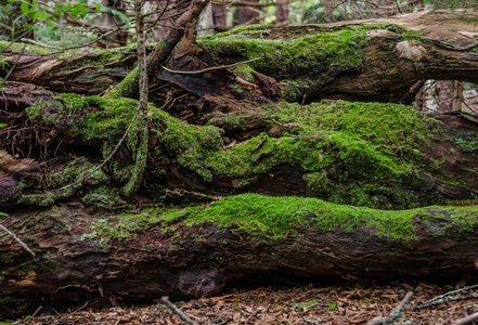 沿着阿巴拉契亚小道下落的原木上长着浓密的绿色苔藓。