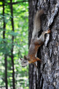 可爱的小松鼠在树上