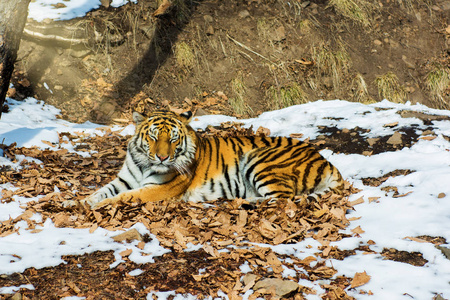 大老虎在雪地里, 美丽的, 野生的, 条纹的猫, 在开放的树林里, 直接看着我们