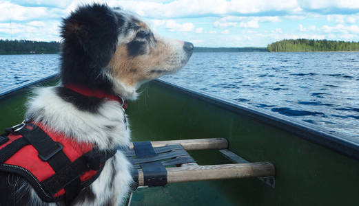 芬兰湖夏季小狗享受独木舟