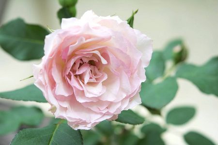 植物中的单粉色玫瑰