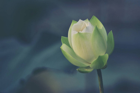 盛开白莲花图片