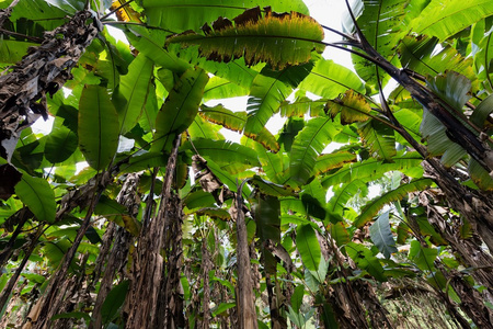 香蕉树种植园