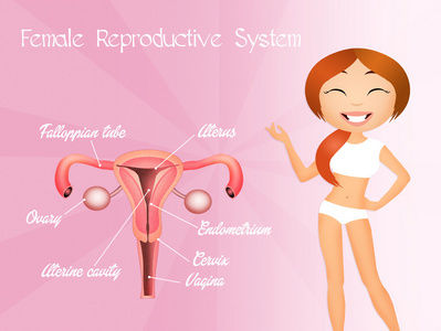 女性生殖系统图片