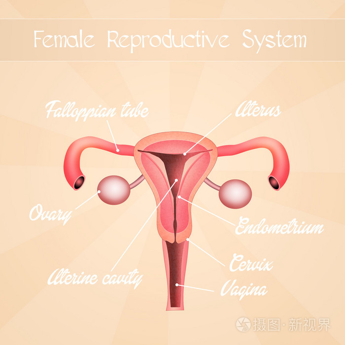 女性生殖系统照片 正版商用图片0b48l1 摄图新视界