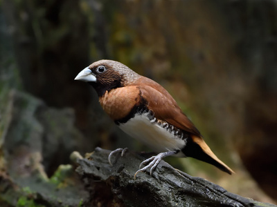 板栗种子弹药Lonchura castaneothorax