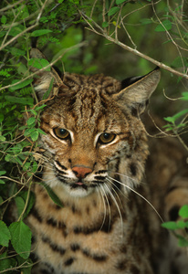 山猫肖像