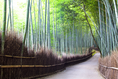 竹林在京都，日本