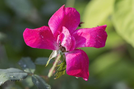 粉红色的玫瑰，在花园里