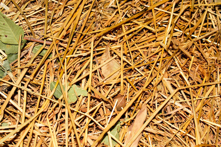 秋天自然黄叶草落到地面设计壁纸背景壁纸