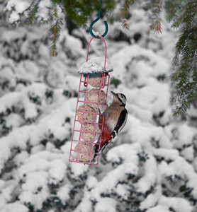 大斑的啄木鸟在雪中