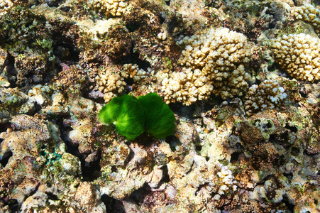 珊瑚礁在塞舌尔
