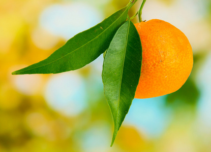 橘叶图片