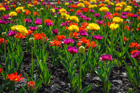 五颜六色的鲜花在春天里生长在花坛