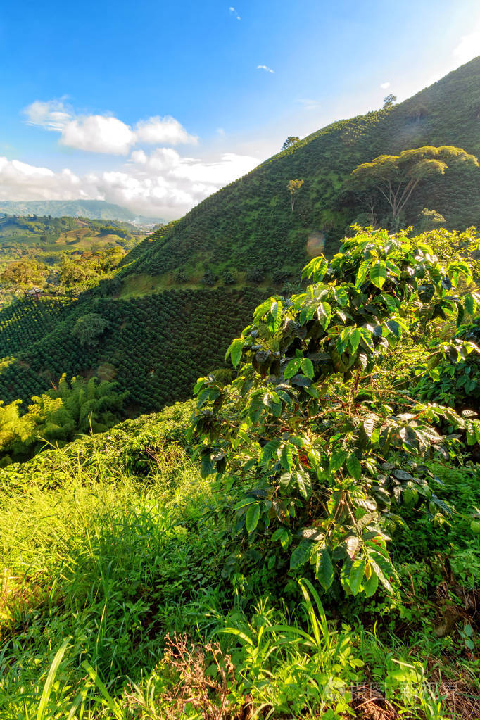 早晨的光击中咖啡树在咖啡 plantantion 在山在 chinchina 附近