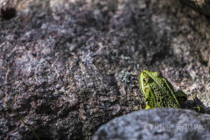 一只绿青蛙lithobatesclamitans在岩石上