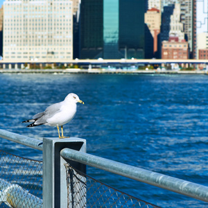 在背景是曼哈顿的海鸥