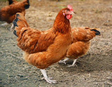 传统的自由范围家禽养殖