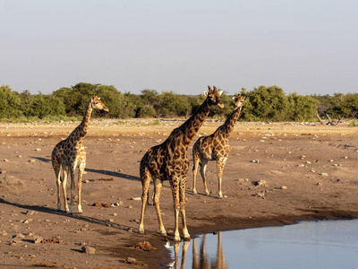 南非长颈鹿, Giraffa Giraffa Giraffa, 靠近水坑, Etosha 国家公园, 纳米比亚