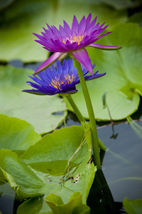 在湖中的紫色和蓝色的莲花
