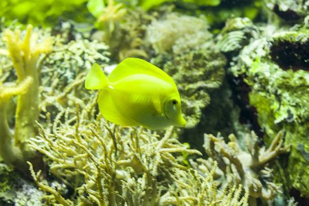 在水族馆的鱼