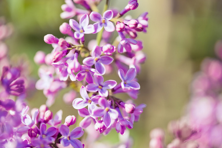 香丁香开花丁香花..