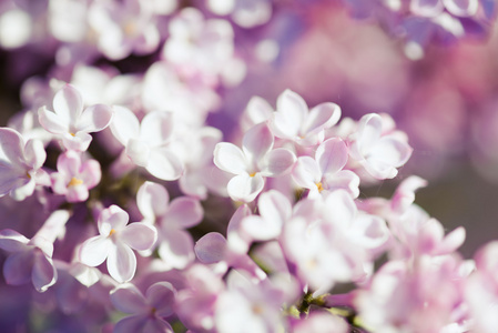 香丁香开花丁香花..