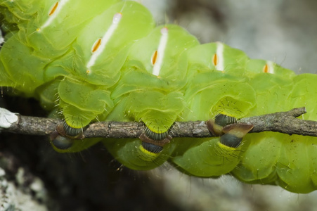 在一根树枝上爬行的飞蛾幼虫照片