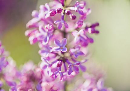 香丁香开花丁香花..