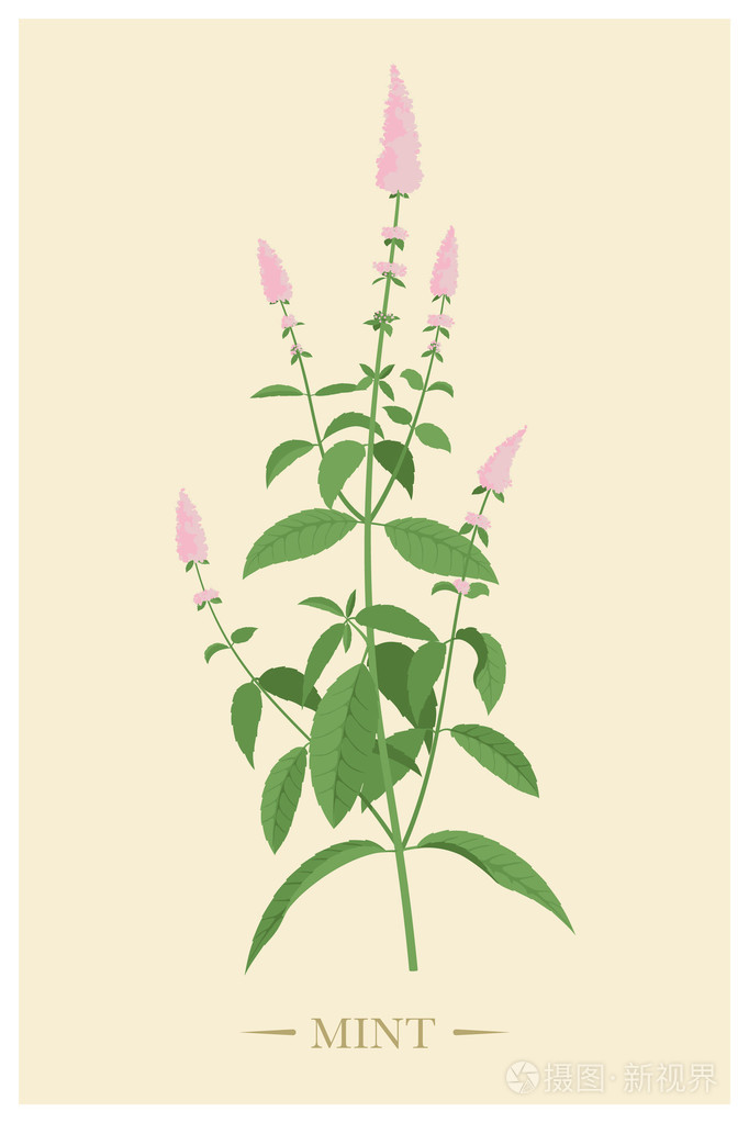 薄荷插画-正版商用图片0b4irt-摄图新视界