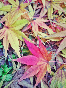 以彩色干燥树叶为背景的秋季模板