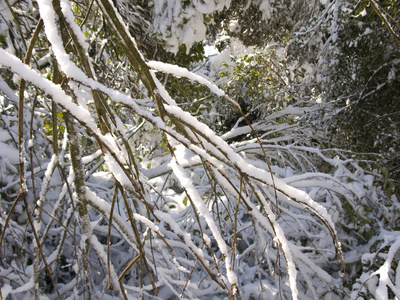 雪盖的森林在巴塞罗那